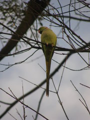 Psittacula krameri