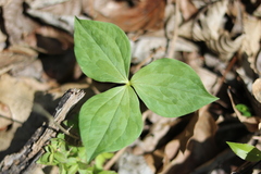 Trillium cuneatum