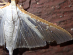 Palpita vitrealis