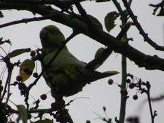 Psittacula krameri