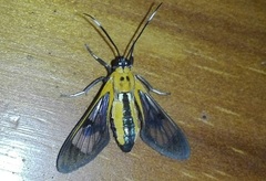 Pheia haemapleura