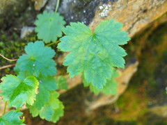 Heuchera glabra