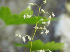 Heuchera glabra
