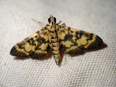 Physematia