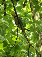 Psittacula eupatria