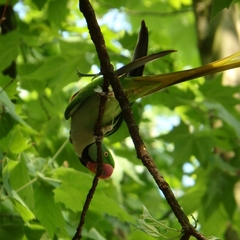Psittacula eupatria