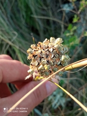 Allium rotundum