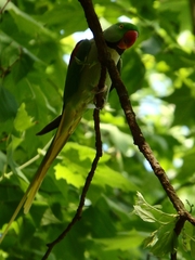 Psittacula eupatria