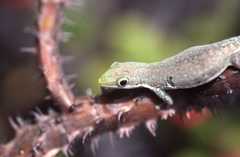Phelsuma modesta