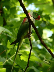 Psittacula eupatria