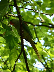 Psittacula eupatria