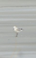 Ichthyaetus relictus