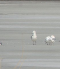 Ichthyaetus relictus