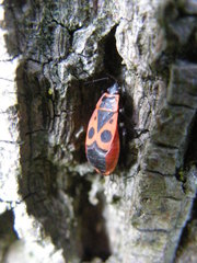 Pyrrhocoris apterus