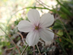 Linum tenuifolium