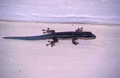Phelsuma modesta