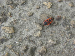 Pyrrhocoris apterus