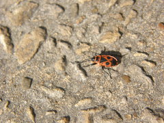 Pyrrhocoris apterus