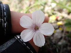 Linum tenuifolium