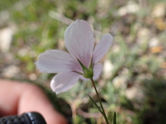 Linum tenuifolium