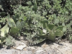 Opuntia anahuacensis