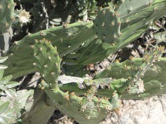 Opuntia anahuacensis
