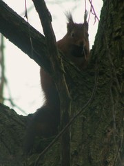 Sciurus vulgaris