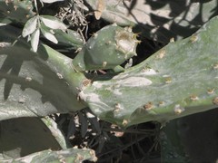 Opuntia anahuacensis