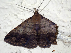 Oxaenanus brontesalis