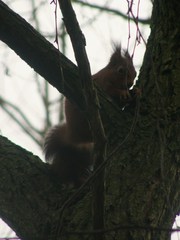 Sciurus vulgaris