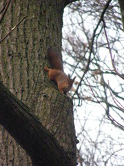 Sciurus vulgaris