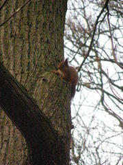 Sciurus vulgaris