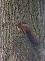 Sciurus vulgaris