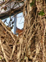 Sciurus vulgaris