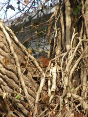 Sciurus vulgaris