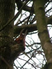 Sciurus vulgaris