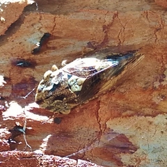 Stenocotis depressa