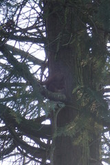 Sciurus vulgaris