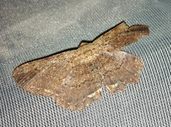 Ruttellerona pseudocessaria