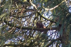 Sciurus vulgaris