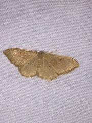 Idaea rubraria