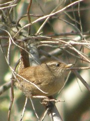 Troglodytes troglodytes