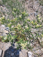 Mentzelia decapetala