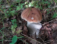 Boletus betulicola