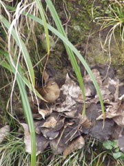 Troglodytes troglodytes