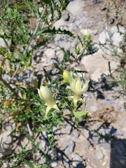 Mentzelia decapetala
