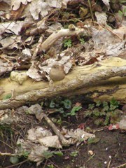 Troglodytes troglodytes
