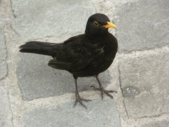 Turdus merula