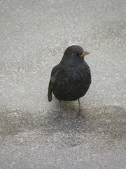 Turdus merula