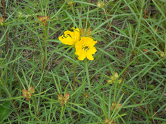 Oenothera berlandieri
